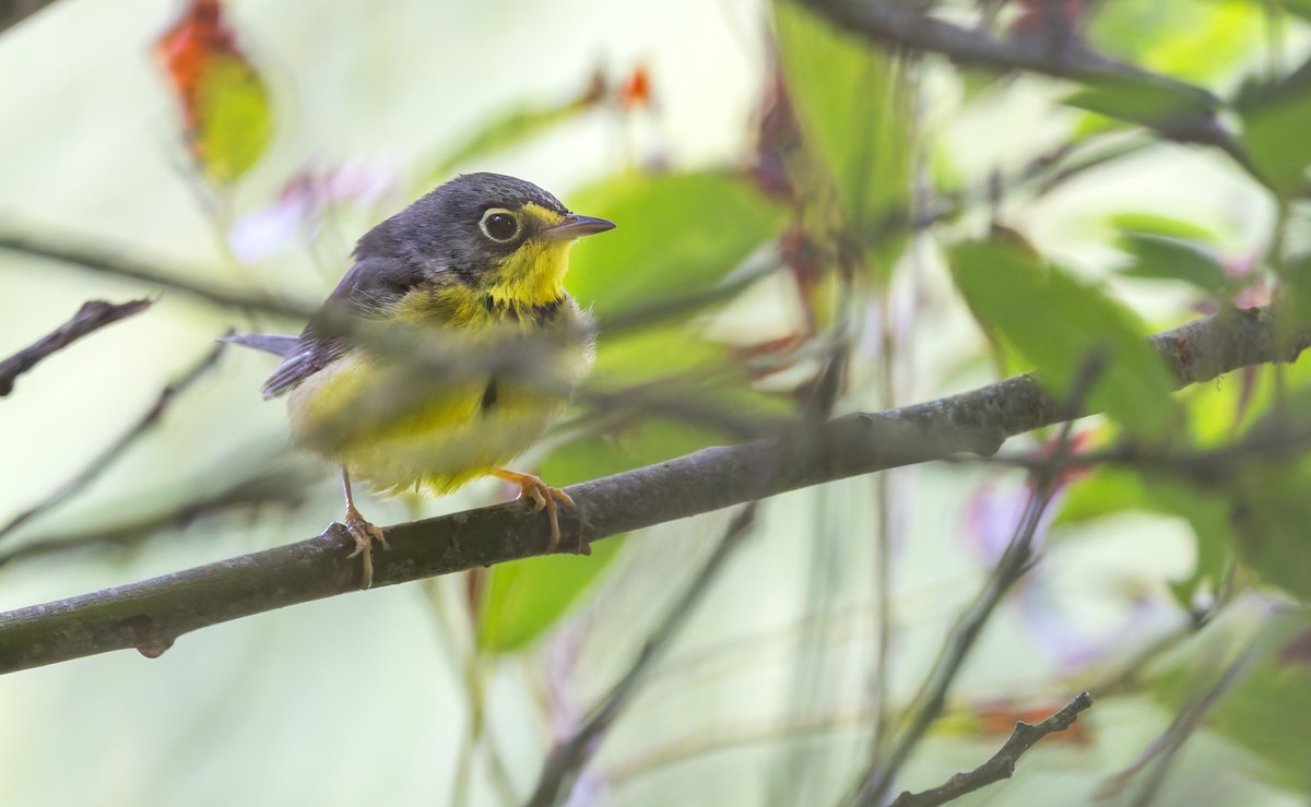 Canada Warbler - ML638079198