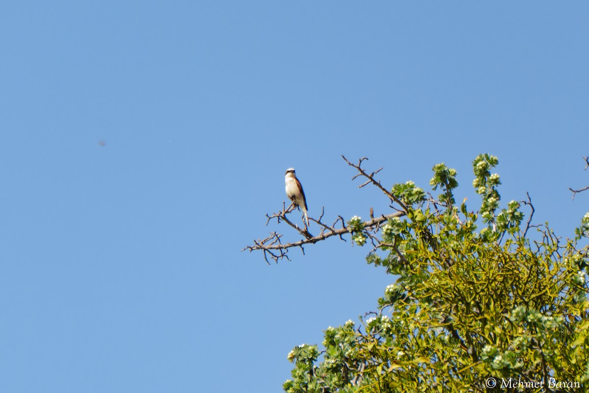 Red-backed Shrike - ML638079199
