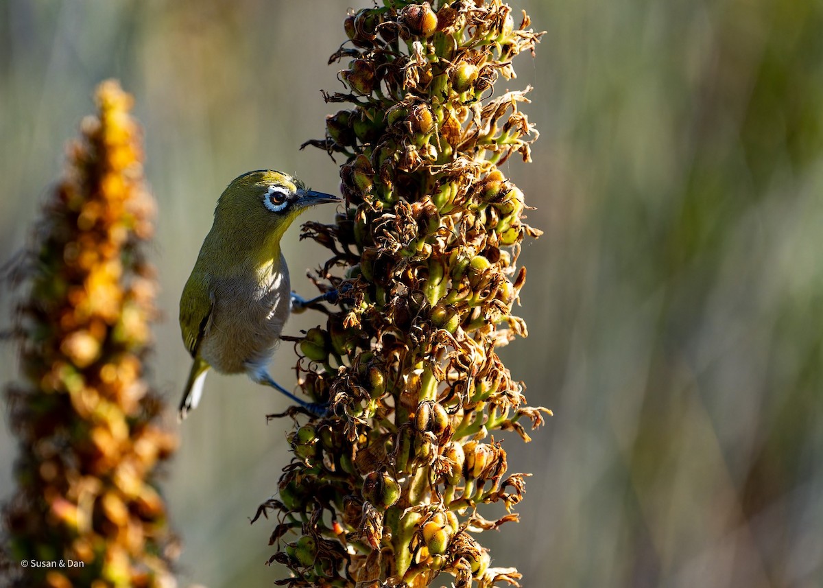 Cape White-eye - ML638079201