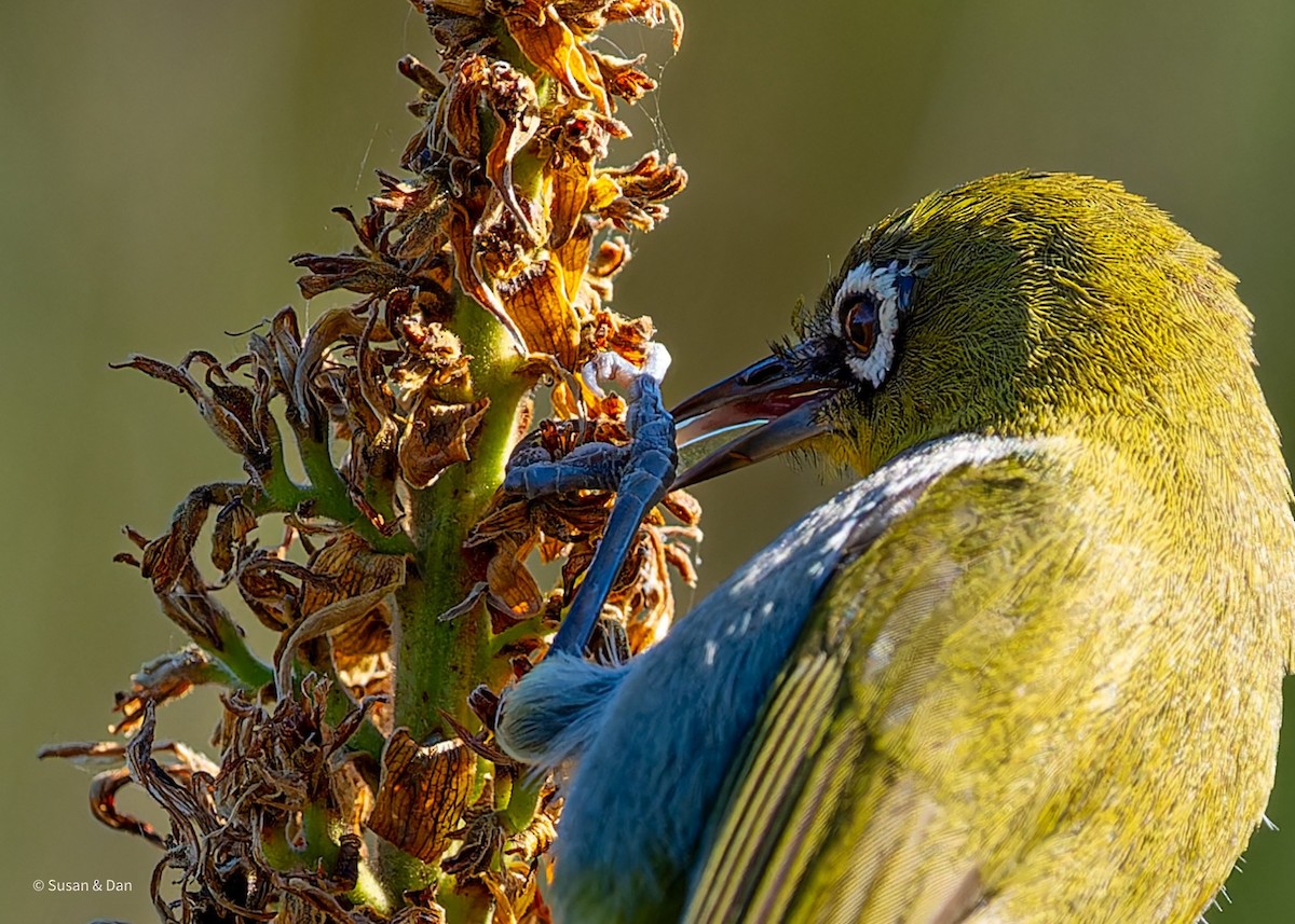 Cape White-eye - ML638079206