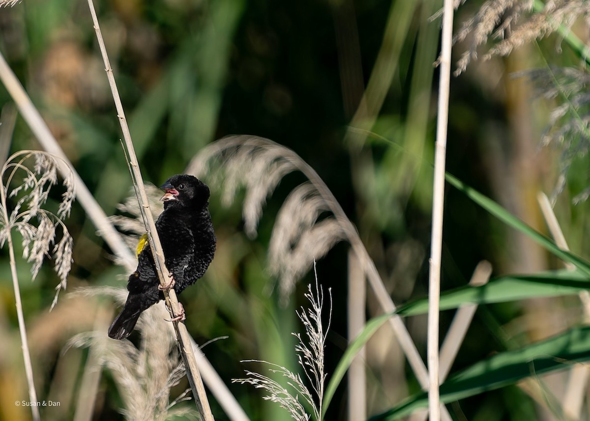 Yellow Bishop - ML638079210