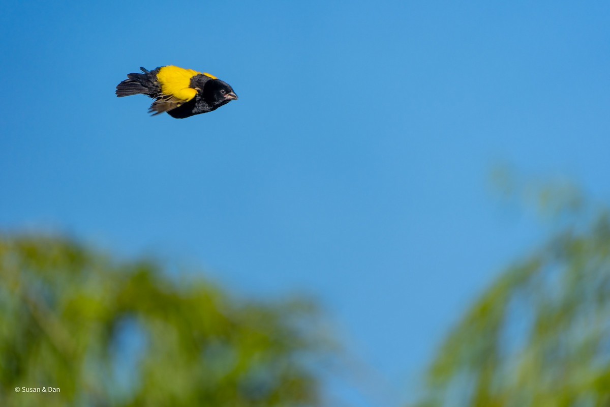 Yellow Bishop - ML638079214