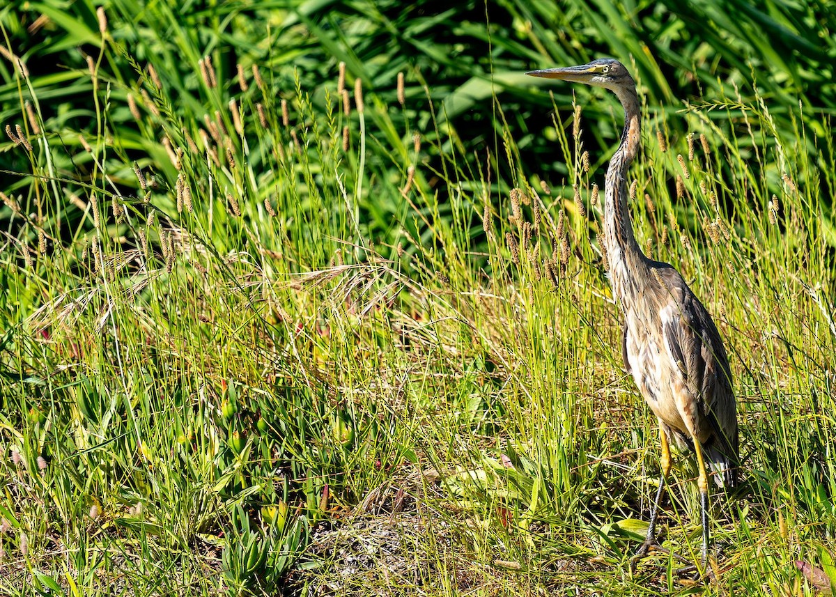 Purple Heron - ML638079242