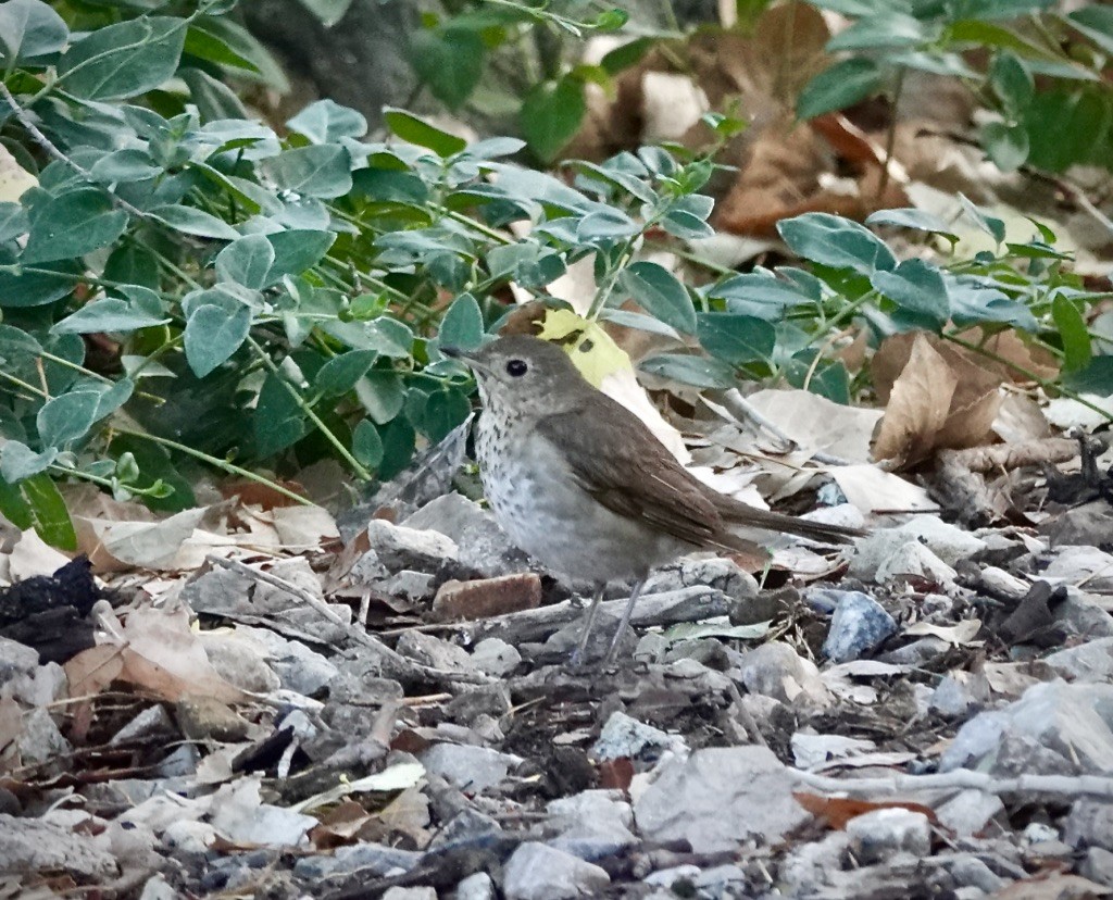 Swainson's Thrush - ML638079245