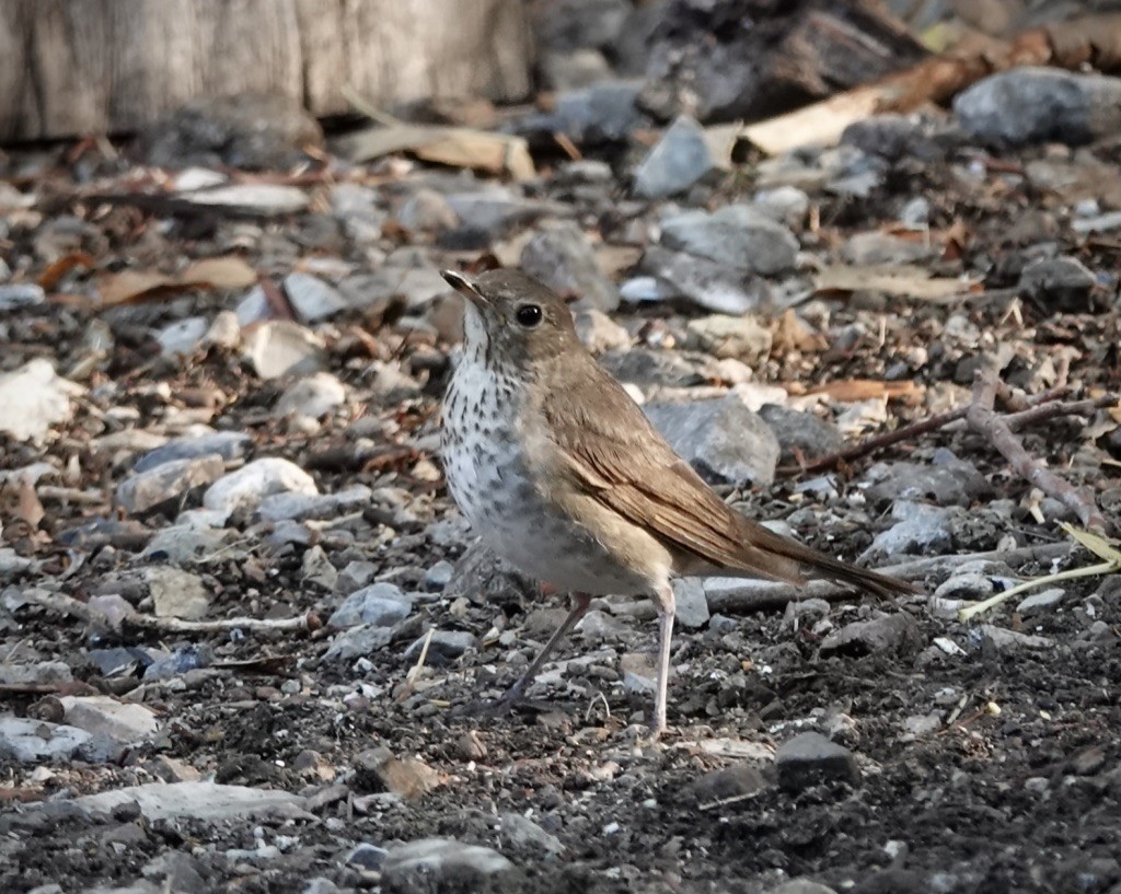 Swainson's Thrush - ML638079246