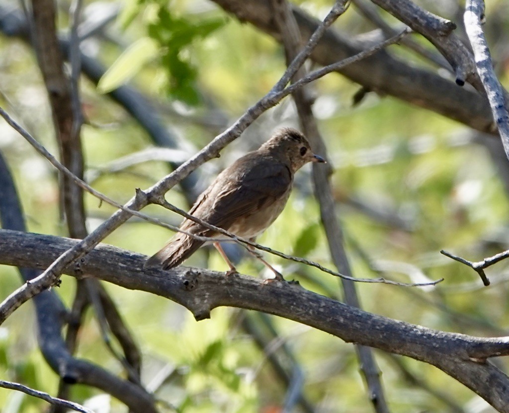 Swainson's Thrush - ML638079257