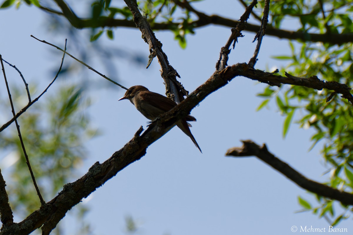 Common Nightingale - ML638079262