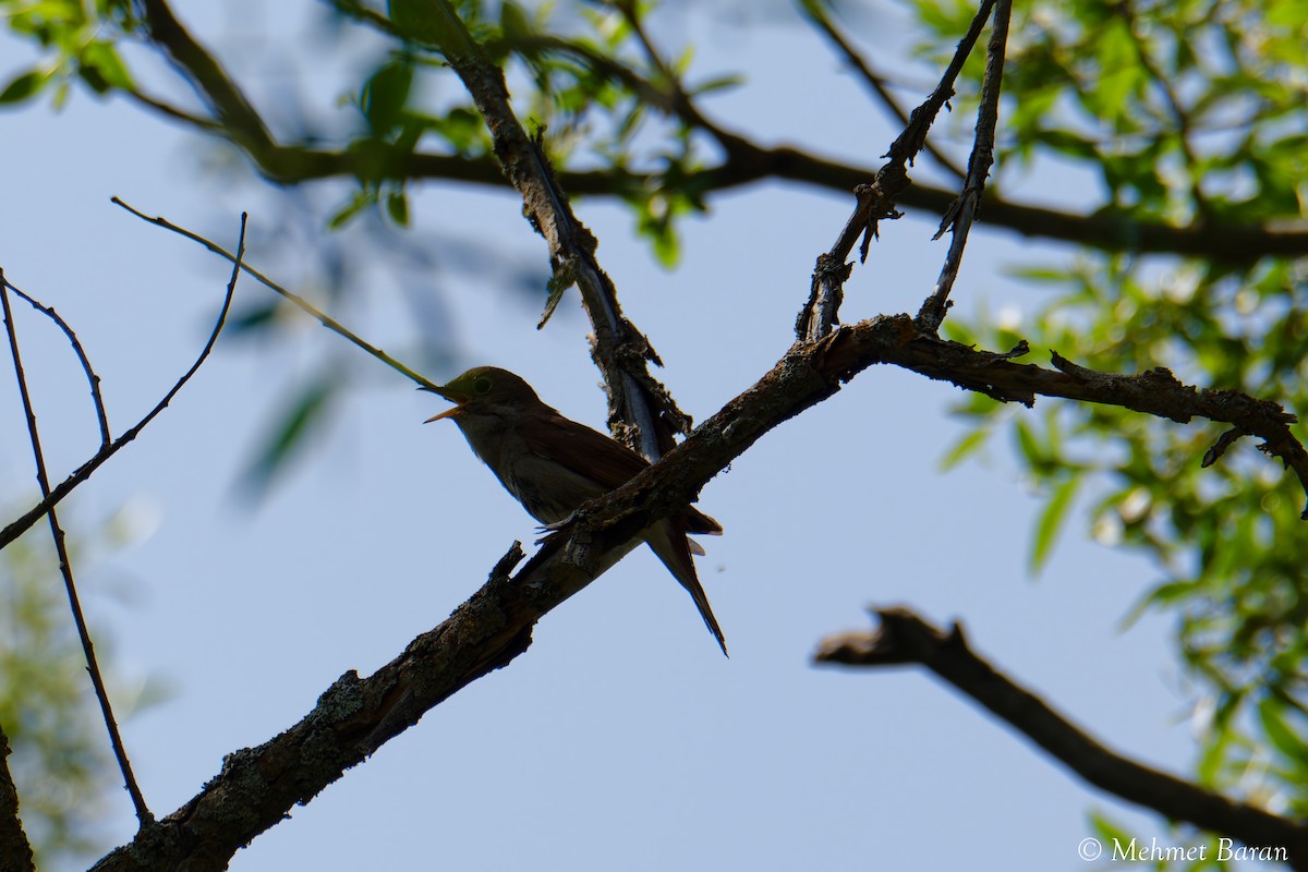 Common Nightingale - ML638079264