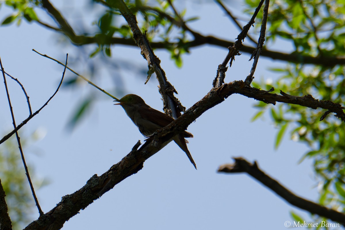 Common Nightingale - ML638079265