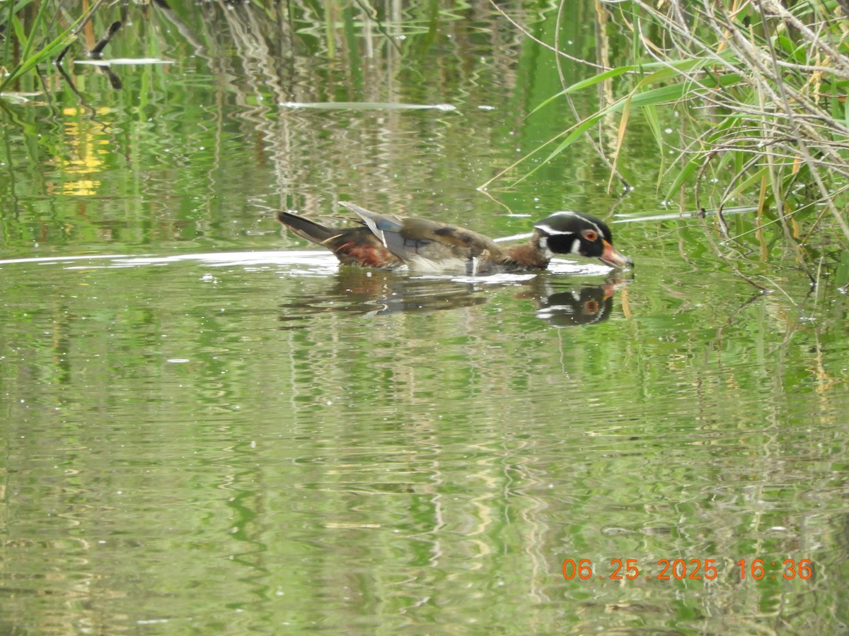 Canard branchu - ML638079275
