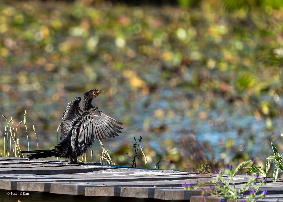 Reed Cormorant - ML638079289
