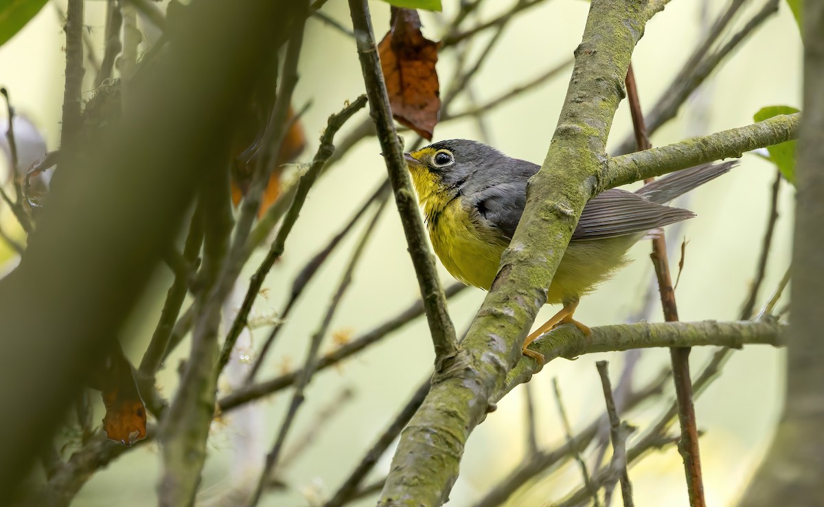 Canada Warbler - ML638079308