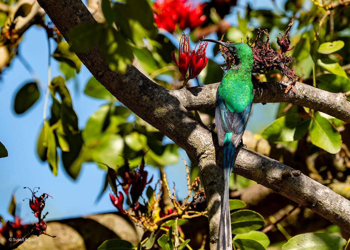 Malachite Sunbird - ML638079319