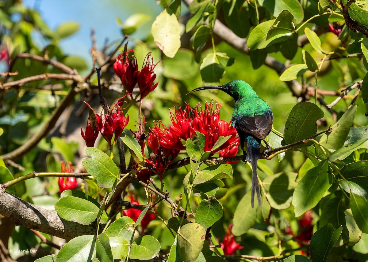 Malachite Sunbird - ML638079320
