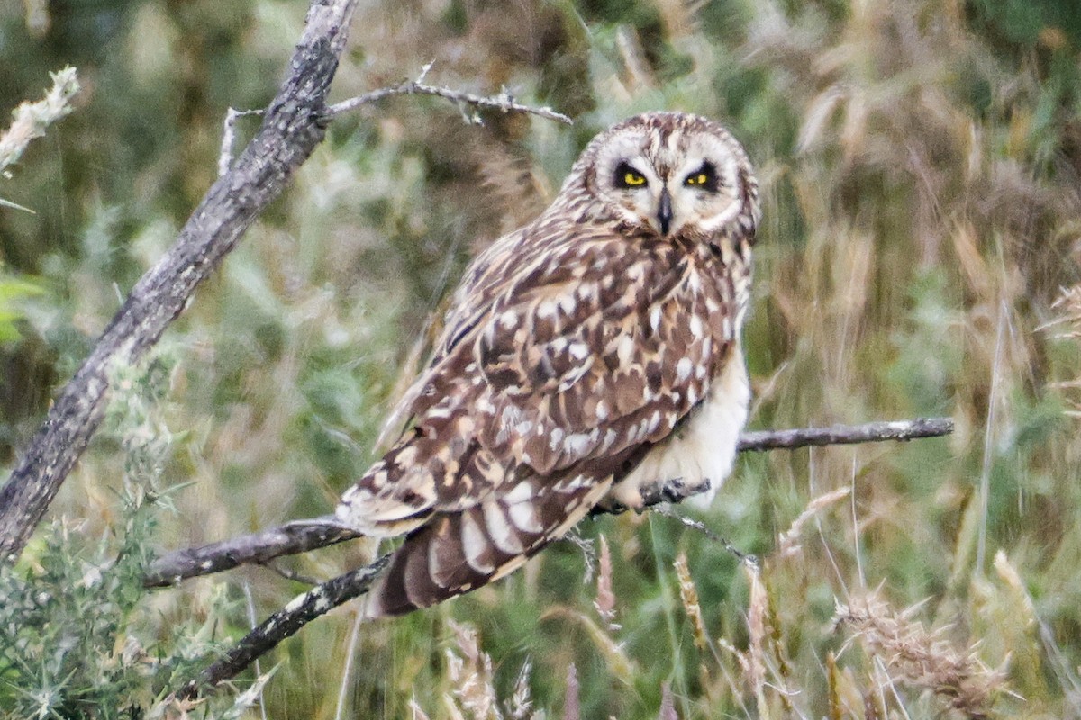 Short-eared Owl - ML638079324