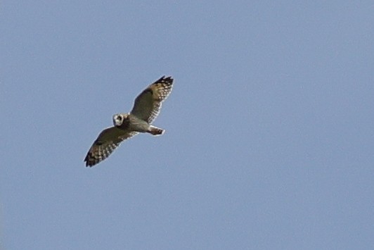 Short-eared Owl - ML638079325