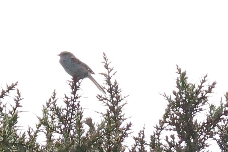Japanese Bush Warbler - ML638079327