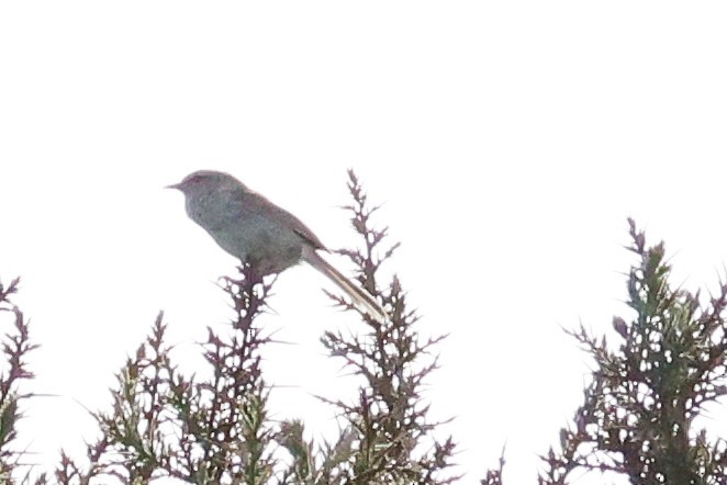Japanese Bush Warbler - ML638079328