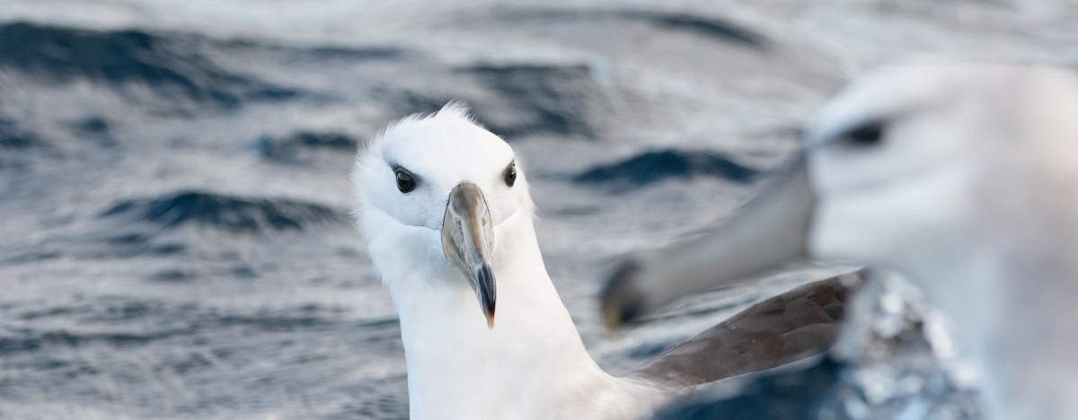 Black-browed Albatross (Black-browed) - ML638079426