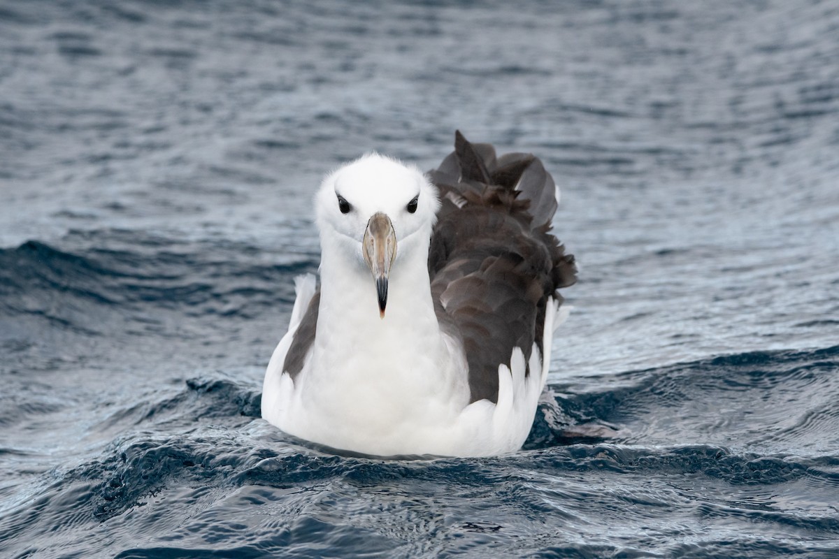 Black-browed Albatross (Black-browed) - ML638079431