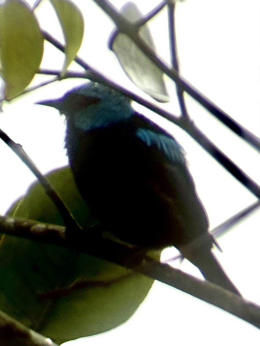 Scarlet-thighed Dacnis - ML638079432