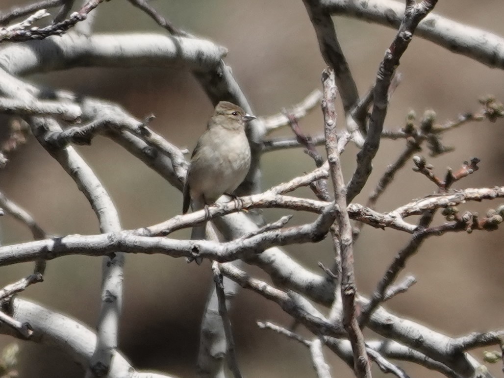 African Chaffinch - ML638079449
