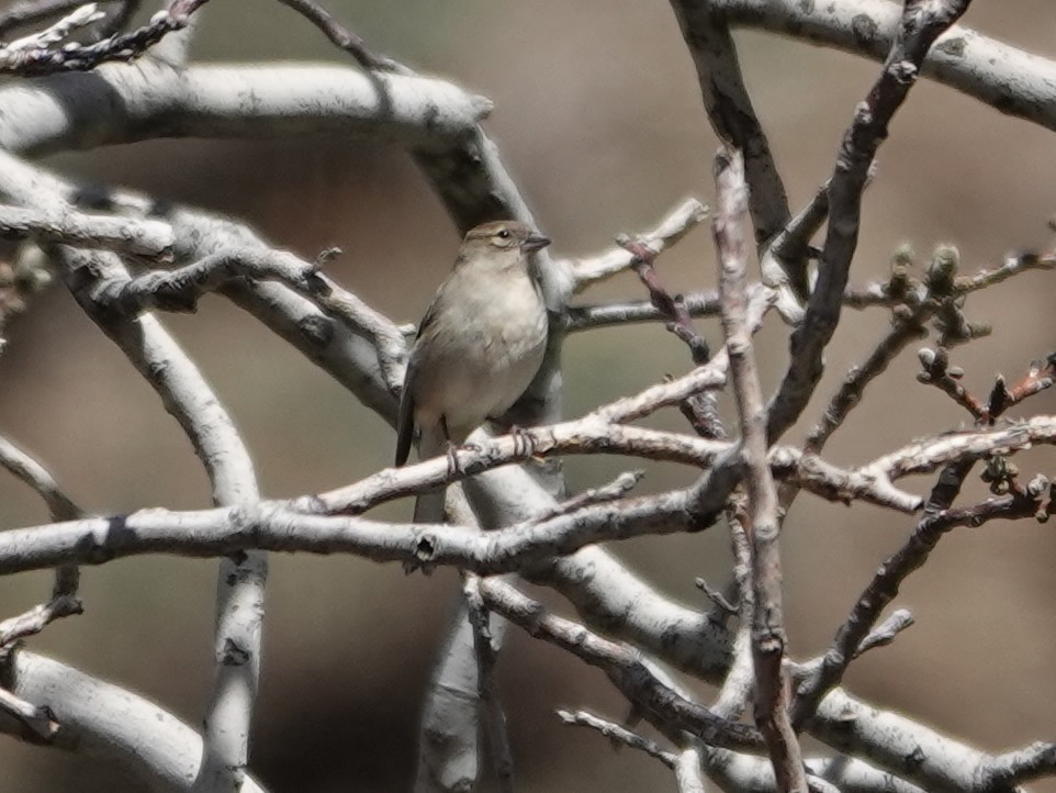 African Chaffinch - ML638079450