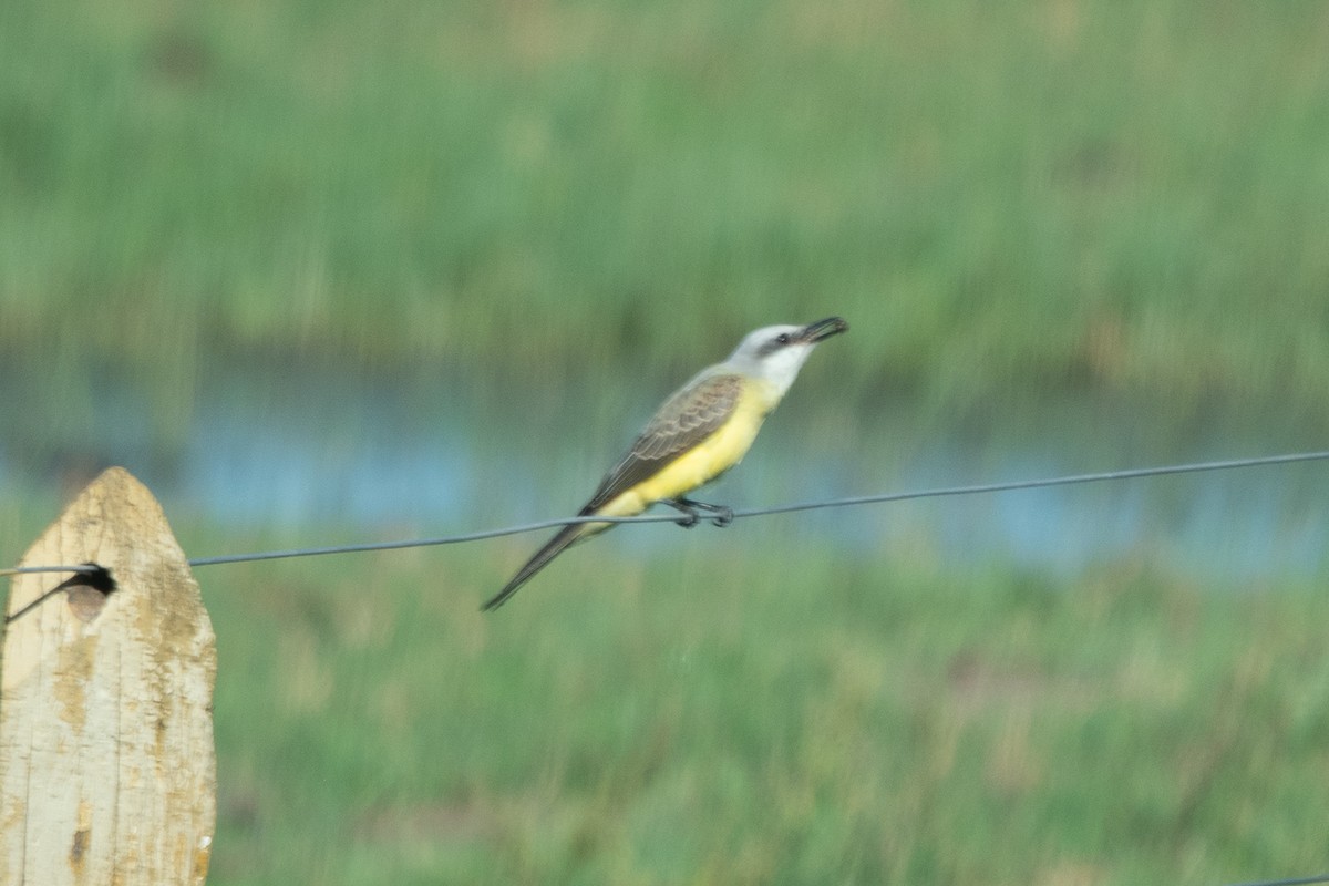 White-throated Kingbird - ML638079491
