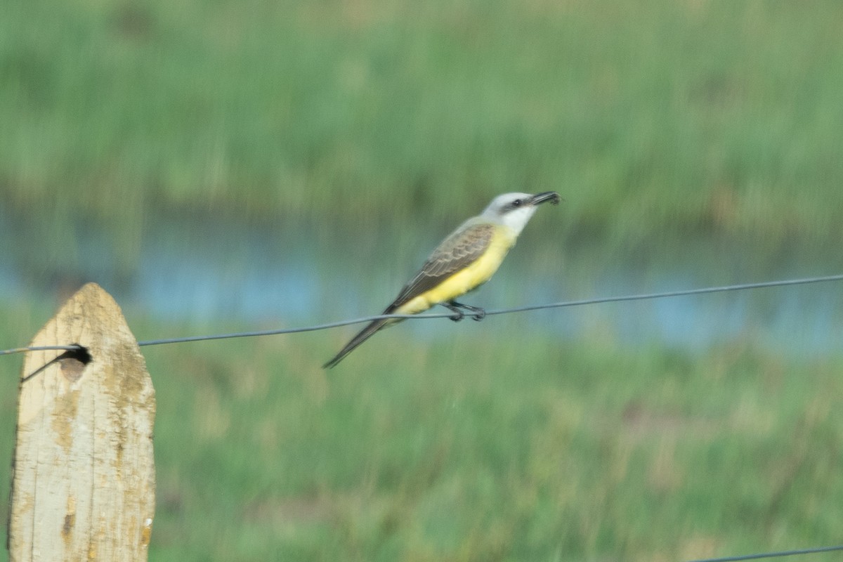 White-throated Kingbird - ML638079492