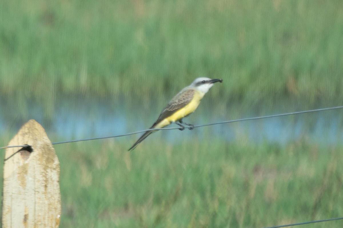 White-throated Kingbird - ML638079495