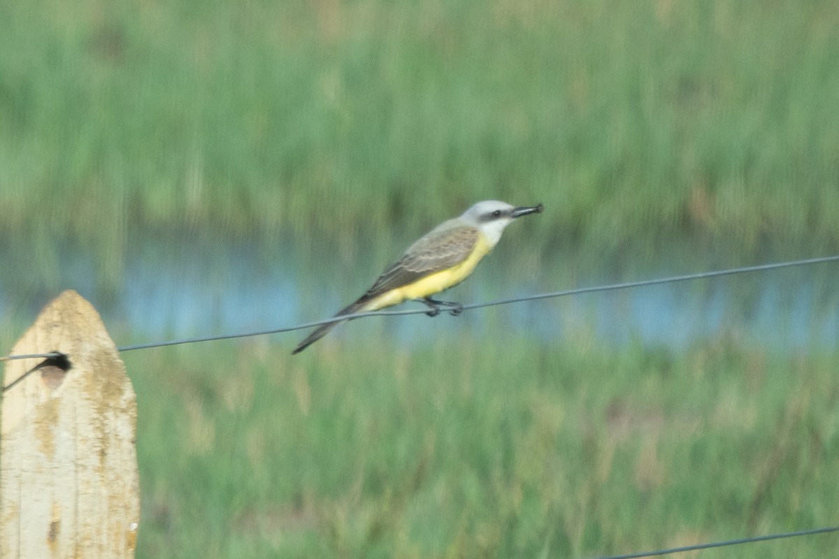 White-throated Kingbird - ML638079496