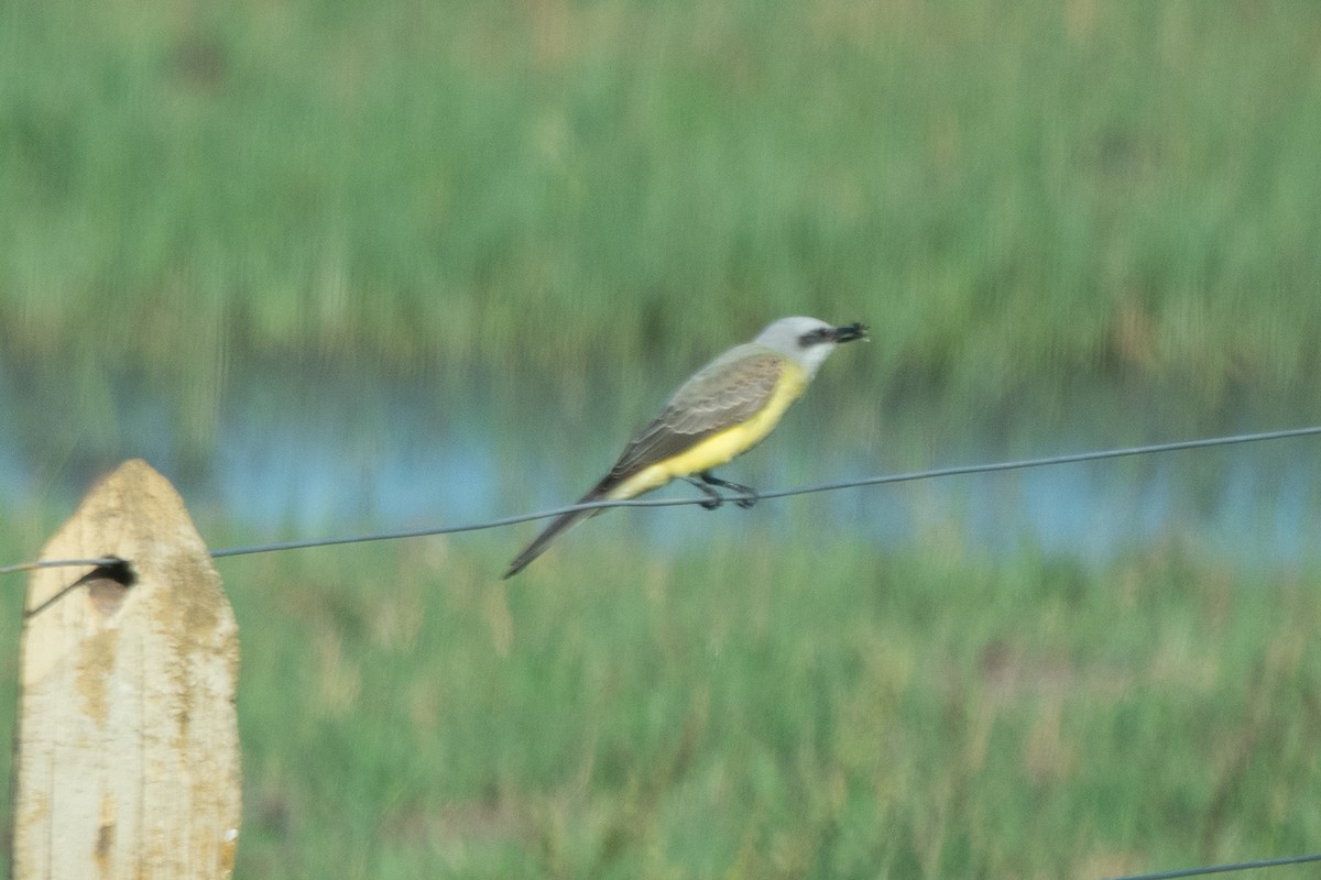 White-throated Kingbird - ML638079497