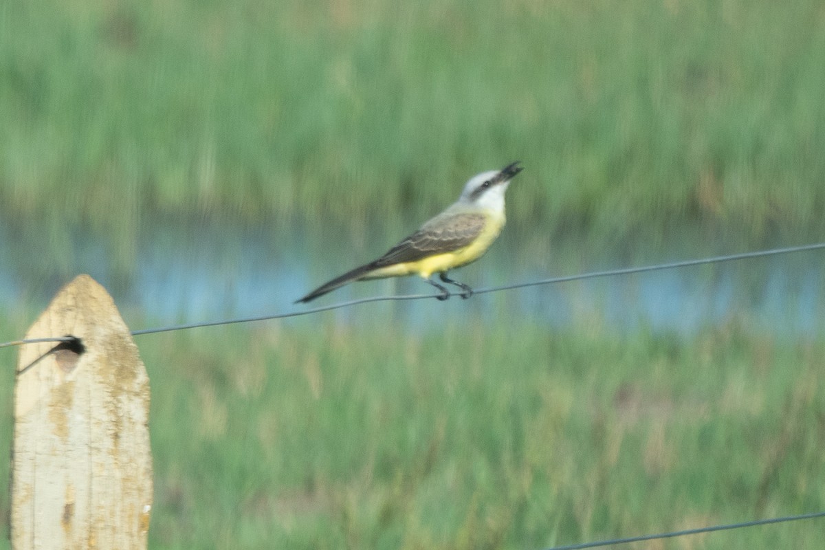 White-throated Kingbird - ML638079499