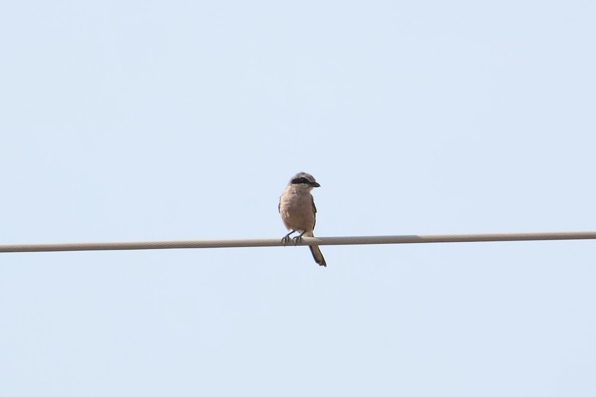 Iberian Gray Shrike - ML638079511