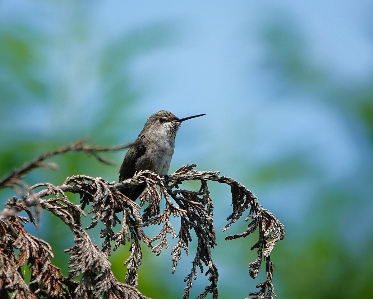 Anna's Hummingbird - ML638079539