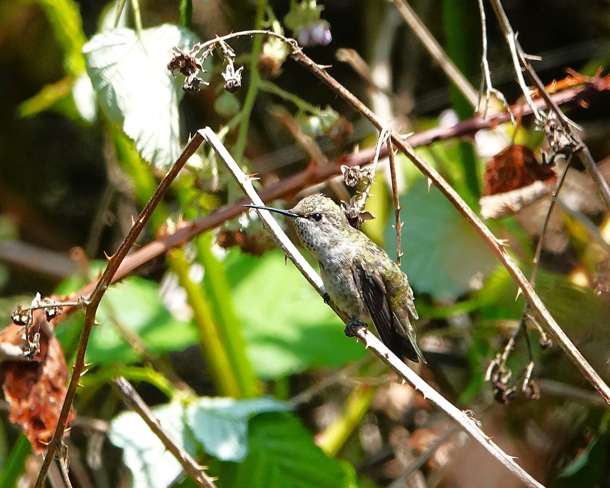 Anna's Hummingbird - ML638079560