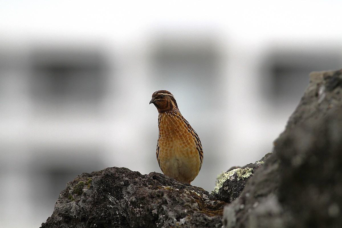 Common Quail - ML638079587