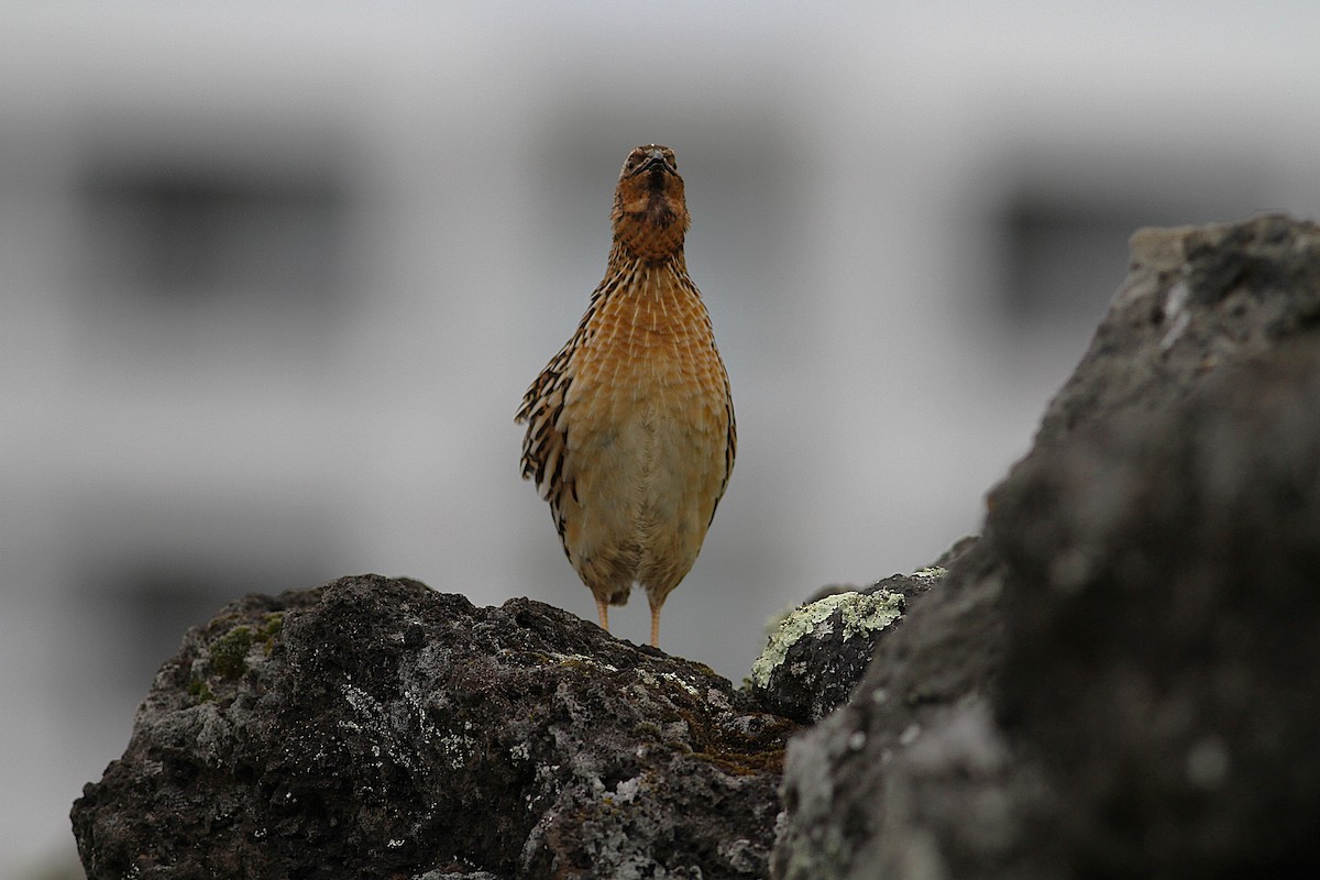 Common Quail - ML638079590