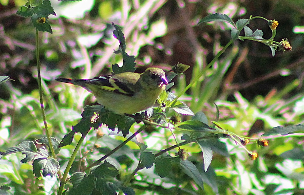 Hooded Siskin - ML638079606