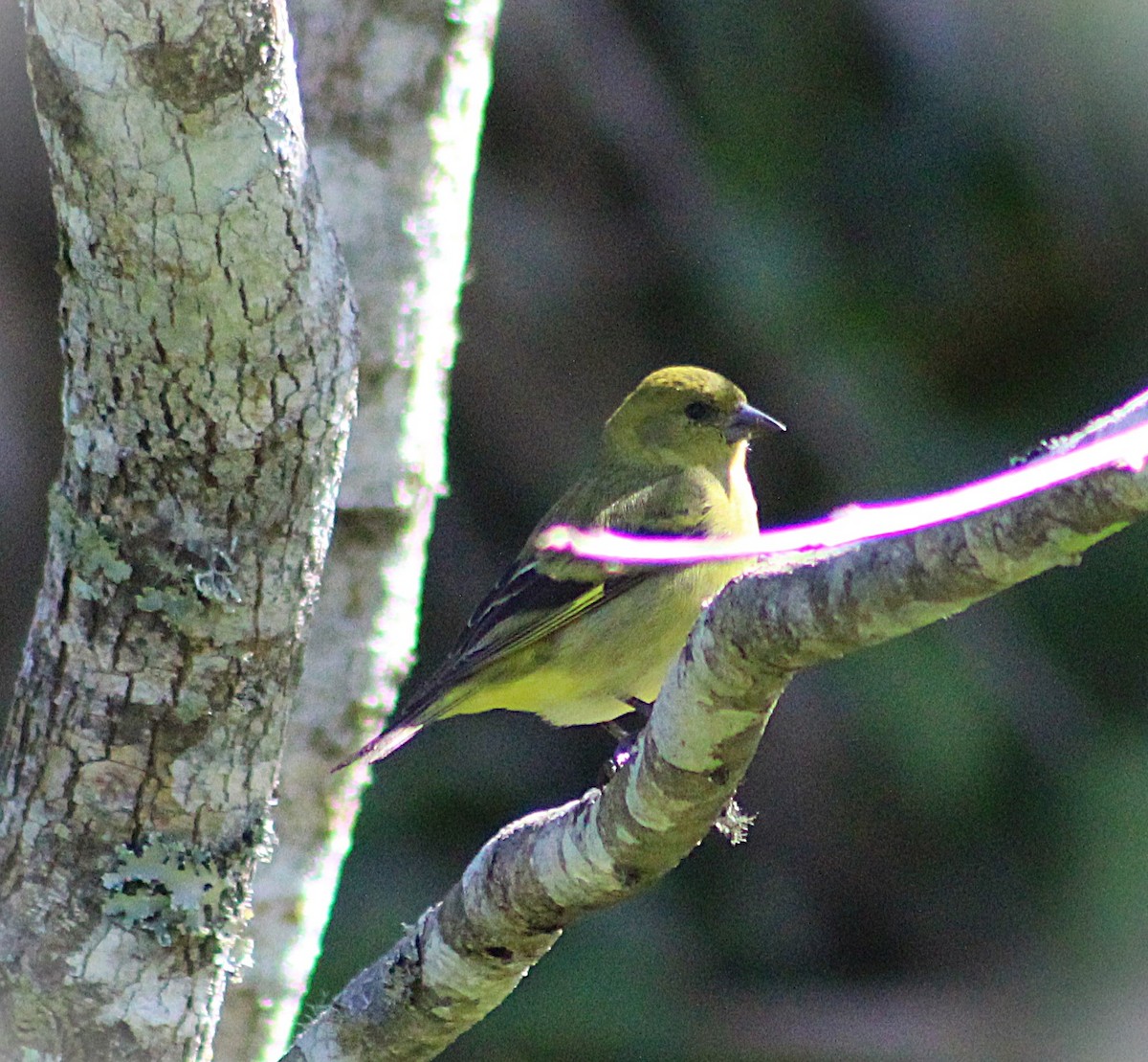 Hooded Siskin - ML638079607