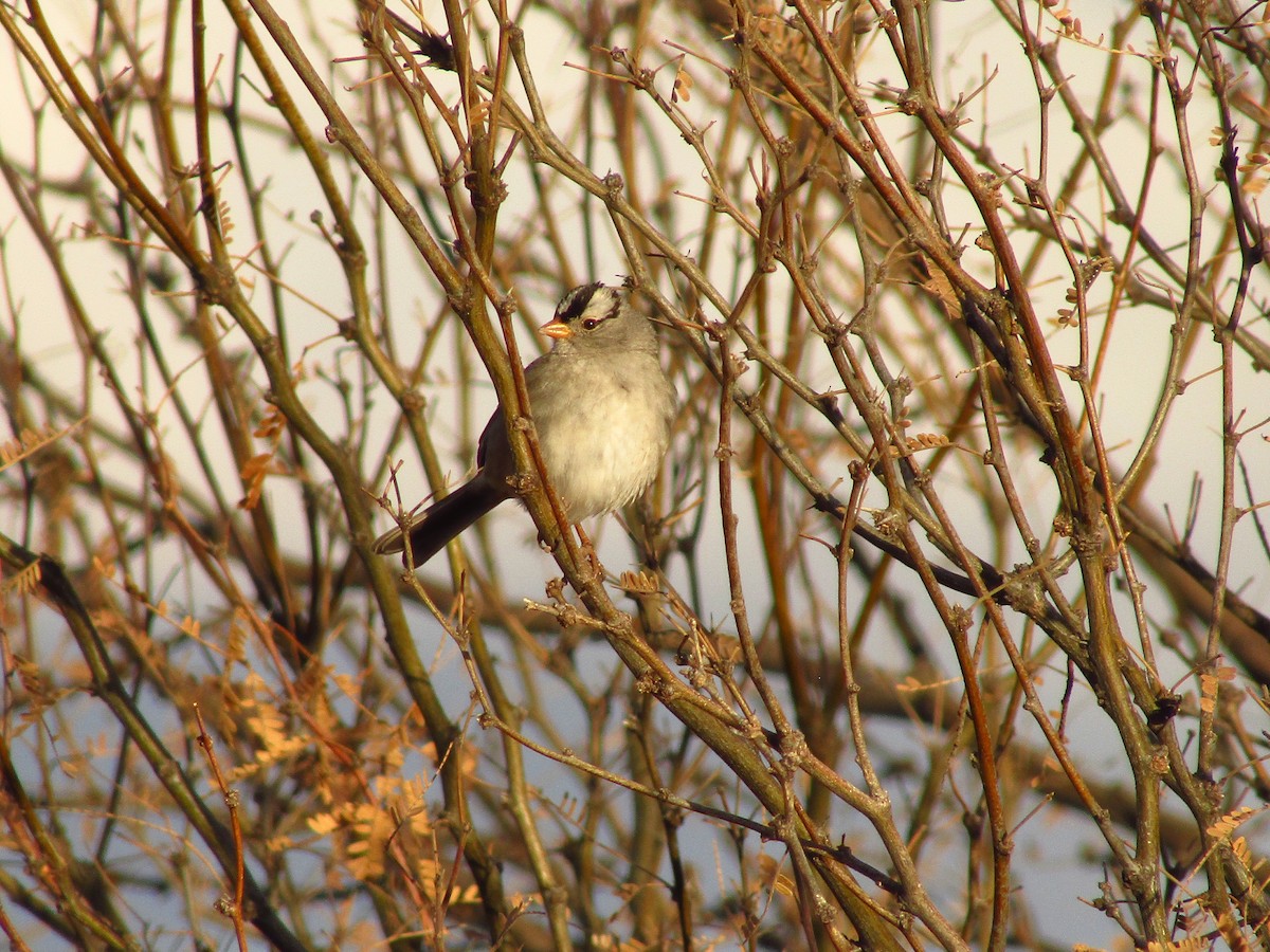 White-crowned Sparrow - ML638079631