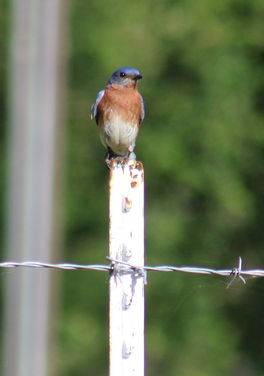 salašník modrý - ML638079701