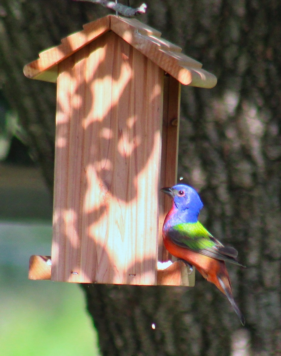 papežík zelenohřbetý - ML638079715