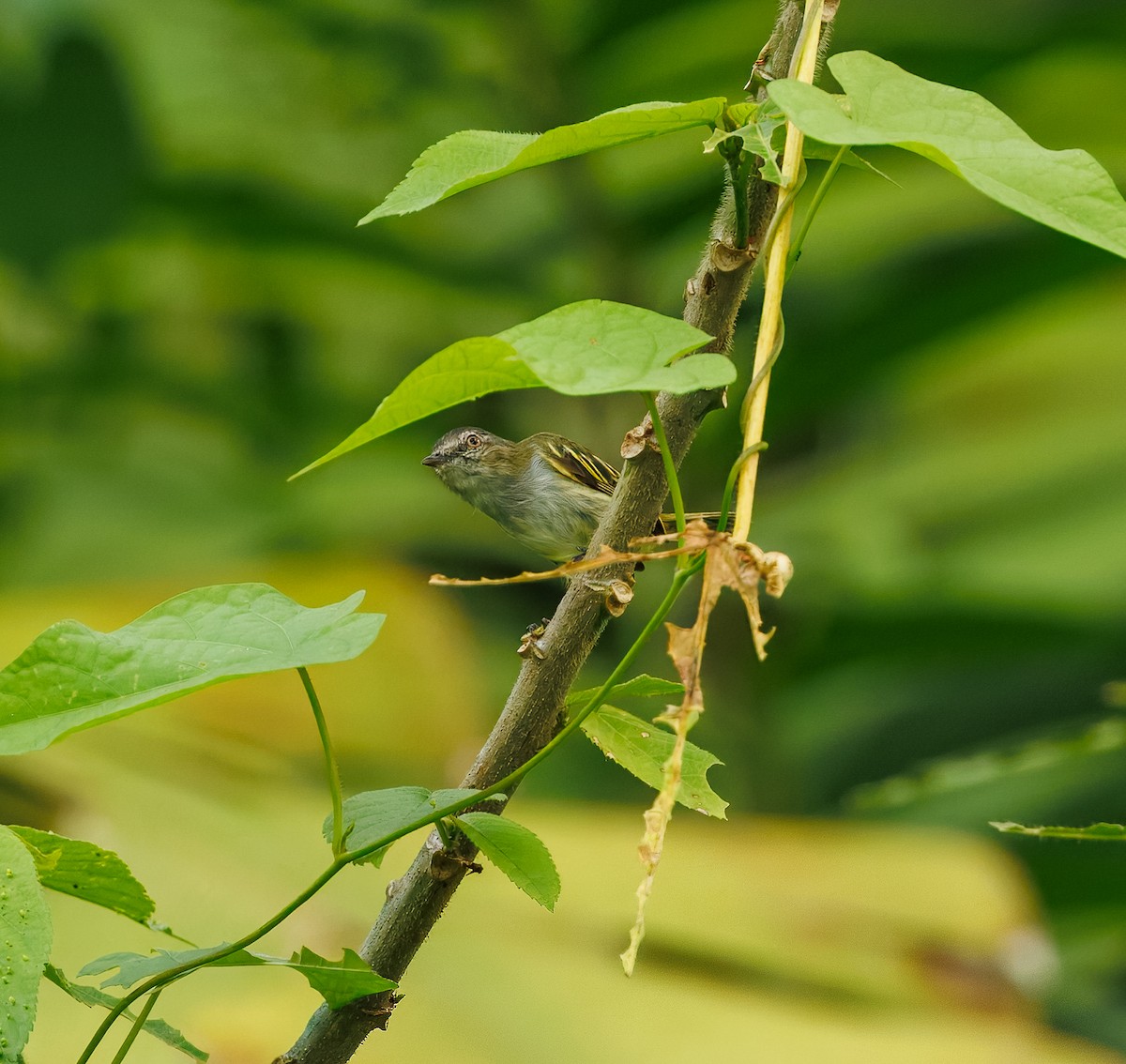 Mistletoe Tyrannulet - ML638079792
