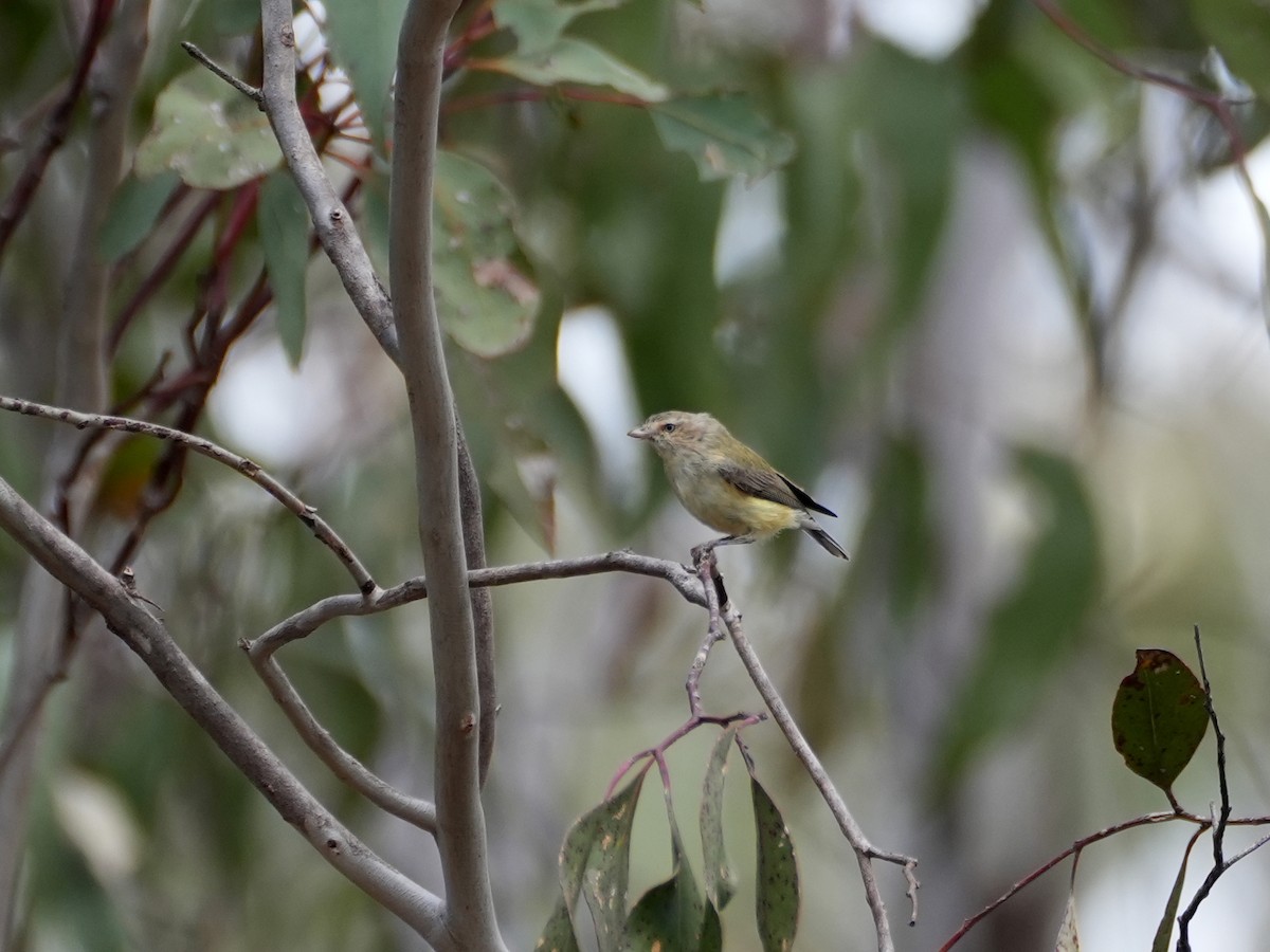 Weebill - ML638079822