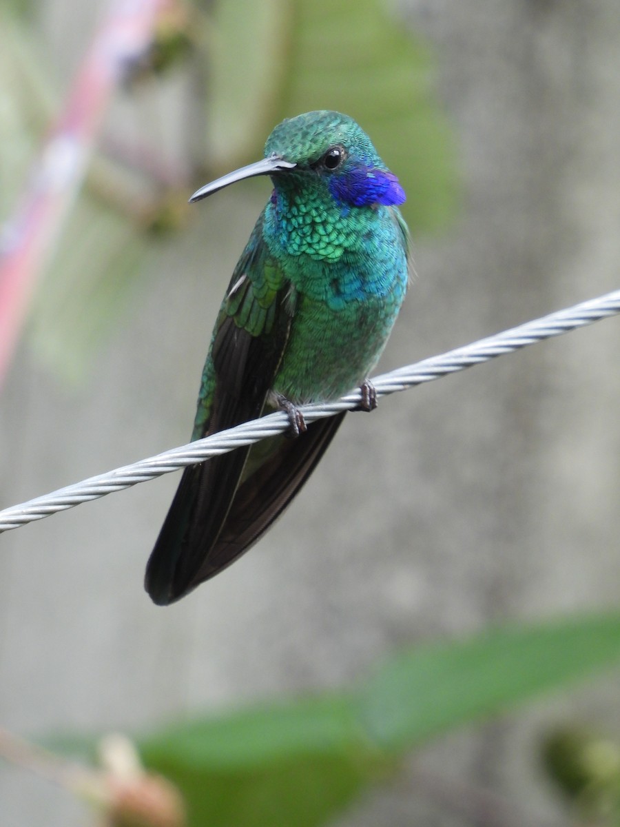 Lesser Violetear - ML638079868