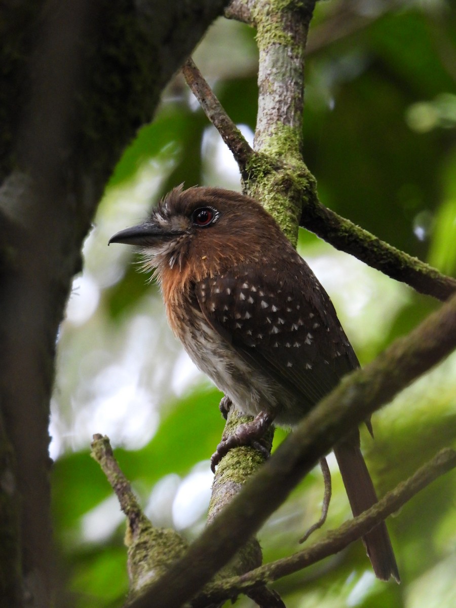 Moustached Puffbird - ML638079896
