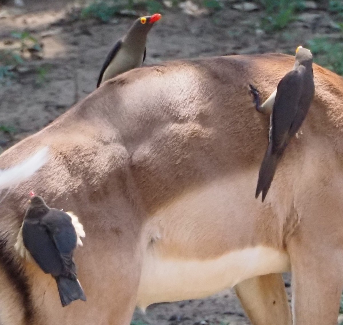 Red-billed Oxpecker - ML638079898