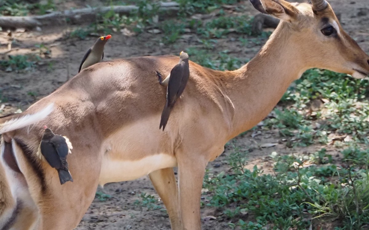 Red-billed Oxpecker - ML638079904