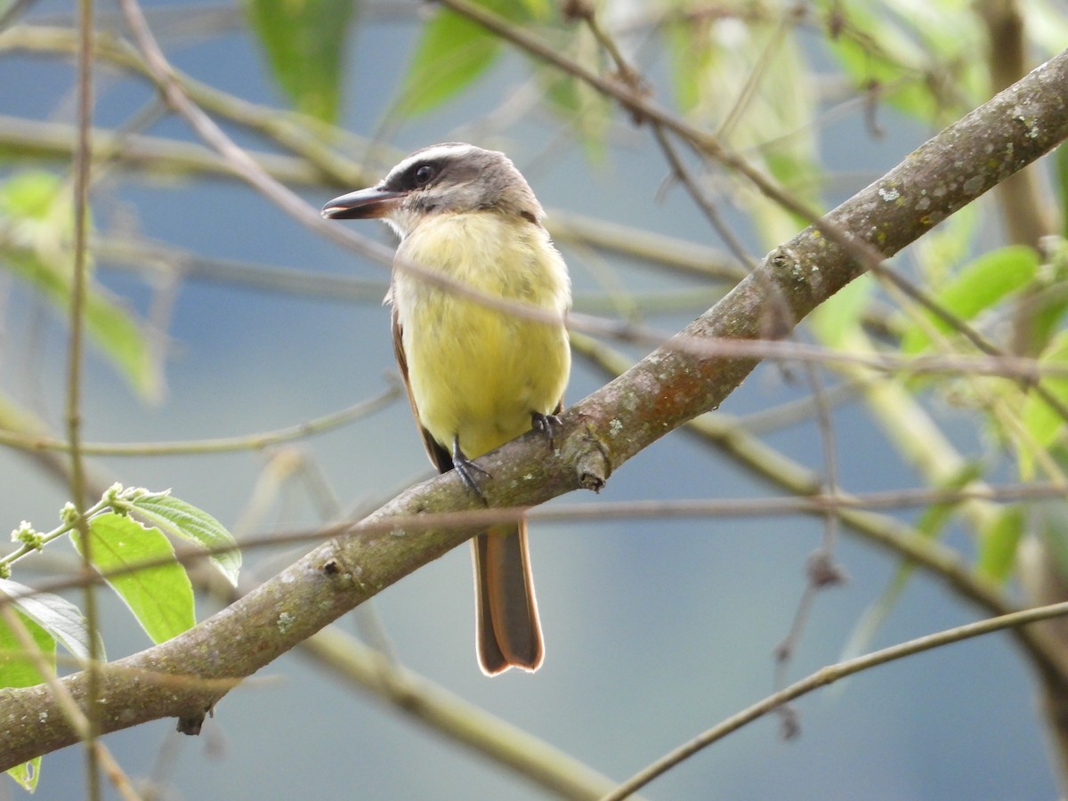 Golden-bellied Flycatcher - ML638079908